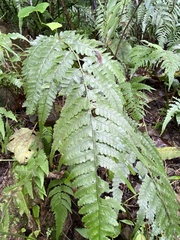 Microlepia obtusiloba