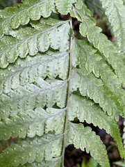 Microlepia obtusiloba