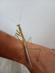Tenodera
