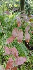 Homalium cochinchinense