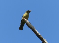 Manorina melanophrys