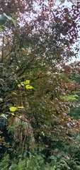 Homalium cochinchinense