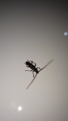 Ambonus interrogationis