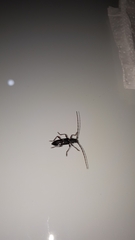 Ambonus interrogationis