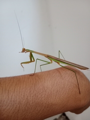 Tenodera