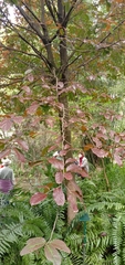 Homalium cochinchinense