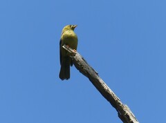 Manorina melanophrys