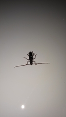 Ambonus interrogationis