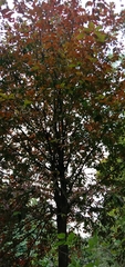 Homalium cochinchinense
