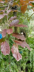 Homalium cochinchinense