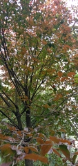 Homalium cochinchinense