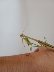 Tenodera