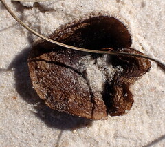 Laccaria trullisata