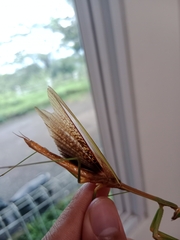 Tenodera