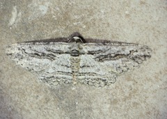 Iridopsis obliquaria