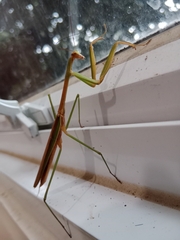 Tenodera