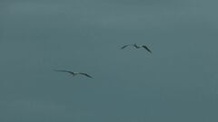 Pelecanus occidentalis