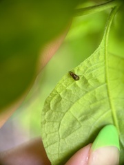 Steganopsis melanogaster