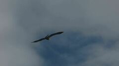 Haliaeetus leucocephalus