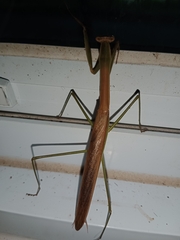 Tenodera