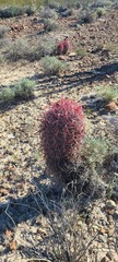 Ferocactus gracilis