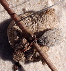 Laccaria trullisata
