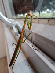 Tenodera