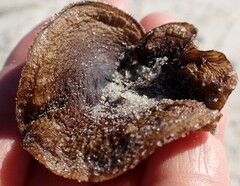 Laccaria trullisata