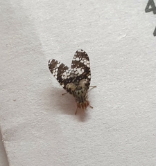 Austrotephritis fuscata