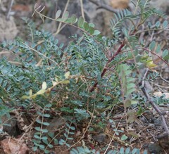 Astragalus lentiginosus