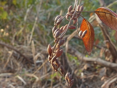 Hymenodictyon orixense