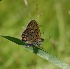 Lycaena helle