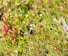 Phalaenoides tristifica