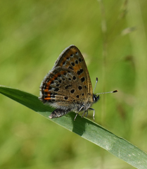 Lycaena helle