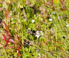 Phalaenoides tristifica