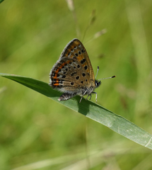 Lycaena helle
