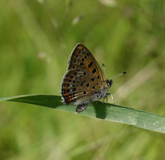 Lycaena helle
