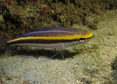 Pentapodus paradiseus