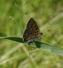Lycaena helle