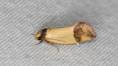 Olbonoma triptycha
