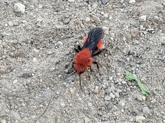 Dasymutilla erythrina