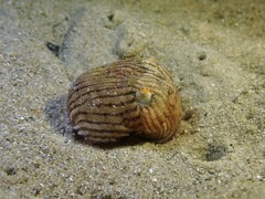 Sepioloidea lineolata