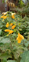 Salvia nipponica