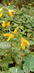 Salvia nipponica
