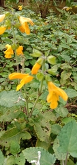 Salvia nipponica