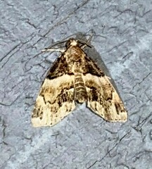 Cutina distincta