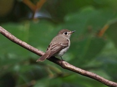 Muscicapa