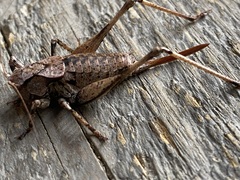 Tettigoniinae