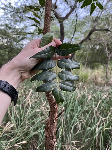 Azadirachta indica - Whole tree