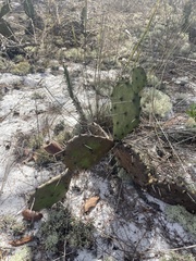 Opuntia mesacantha